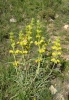 Phlomis lychnitis L.