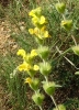 Phlomis lychnitis L.