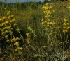 Phlomis lychnitis L.