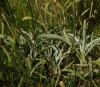 Phlomis lychnitis L.