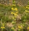 Phlomis lychnitis L.