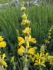 Phlomis lychnitis L.