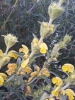 Phlomis lychnitis L.