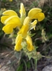 Phlomis lychnitis L.