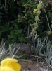 Phlomis lychnitis L.