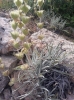 Phlomis lychnitis L.