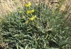 Phlomis lychnitis L.