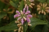 Phlomis herba-venti L.