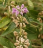 Phlomis herba-venti L.