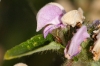 Phlomis herba-venti L.