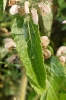 Phlomis herba-venti L.