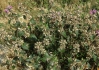 Phlomis herba-venti L.