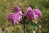 Phlomis herba-venti L.