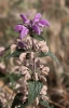 Phlomis herba-venti L.