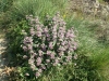 Phlomis herba-venti L.