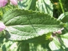 Phlomis herba-venti L.