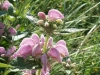 Phlomis herba-venti L.