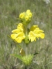 Phlomis lychnitis L.