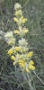 Phlomis lychnitis L.