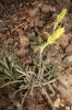 Phlomis lychnitis L.