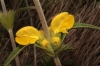 Phlomis lychnitis L.