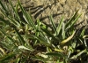 Phlomis lychnitis L.