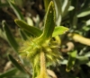 Phlomis lychnitis L.