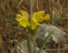 Phlomis lychnitis L.