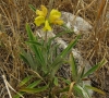 Phlomis lychnitis L.