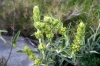 Phlomis lychnitis L.