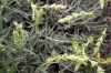 Phlomis lychnitis L.