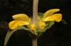 Phlomis lychnitis L.