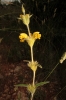 Phlomis lychnitis L.