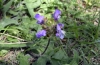 Prunella grandiflora (L.) Scholler