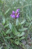 Prunella grandiflora (L.) Scholler