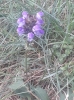 Prunella grandiflora (L.) Scholler