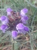 Prunella grandiflora (L.) Scholler