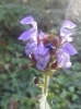 Prunella grandiflora (L.) Scholler