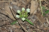 Prunella laciniata (L.) L.