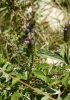 Prunella vulgaris L.