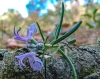 Rosmarinus officinalis L.