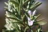 Rosmarinus officinalis L.