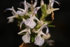 Rosmarinus officinalis L.