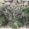Salvia aethiopis L.
