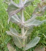 Salvia aethiopis L.