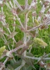 Salvia aethiopis L.