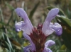 Salvia lavandulifolia 1/2