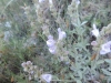 Salvia lavandulifolia ? 1d3