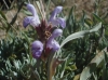 Salvia lavandulifolia 2/2