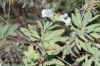 Salvia lavandulifolia ?